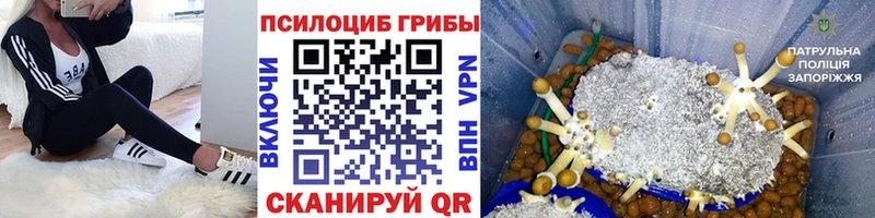 хочу   Фролово  Псилоцибиновые грибы мухоморы 